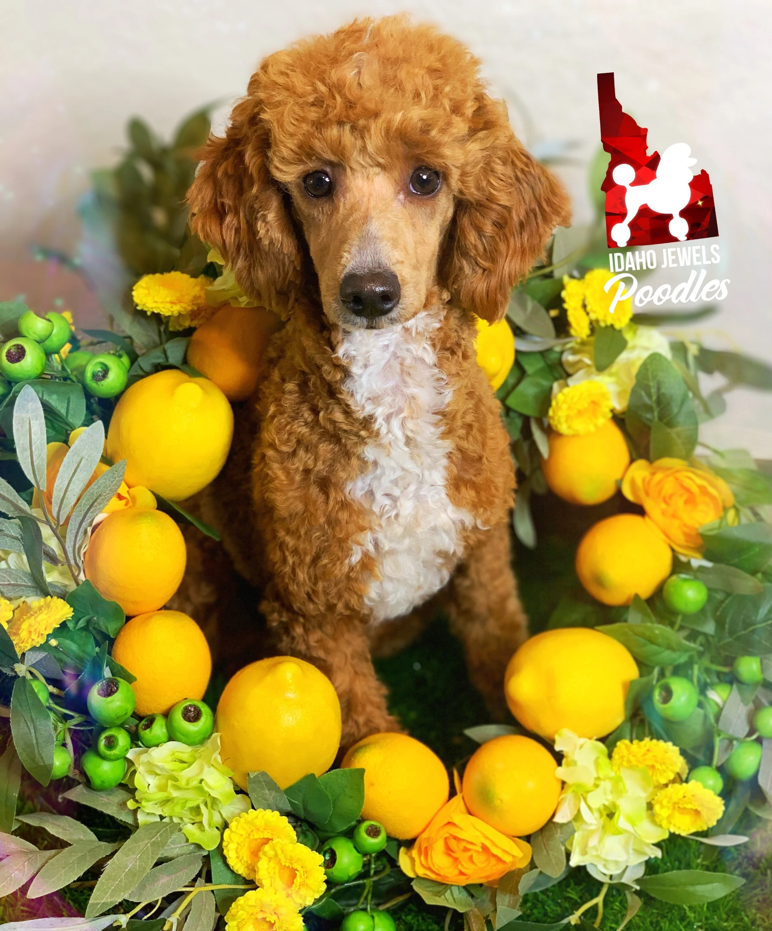 Idaho Jewels Poodles — Junebug, Red Abstract Moyen Girl (Guardianship)